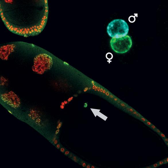 Epigenetics Between the Generations