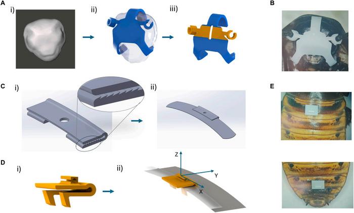 Designing the wearable device using the 3D model of the cockroach head and abdomen segments.