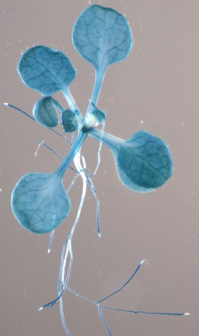 Clock Protein