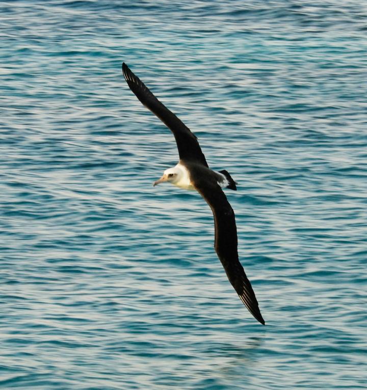 Laysan Albatross