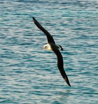 Laysan Albatross