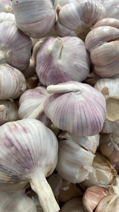 Garlic has antimicrobial efficacy