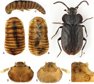 Tenebrionidae: Lagriinae: Goniaderini: larva of Anaedus spinicornis associated with adults by DNA