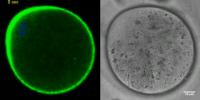 Actin flow and cytoplasmic streaming in MII oocyte