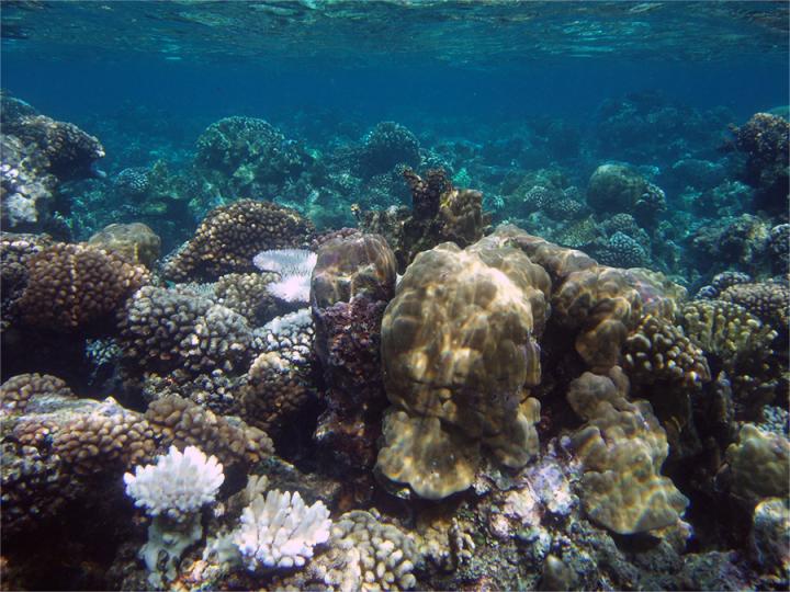 Mo'orea Reef