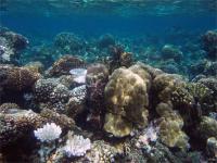 Mo'orea Reef