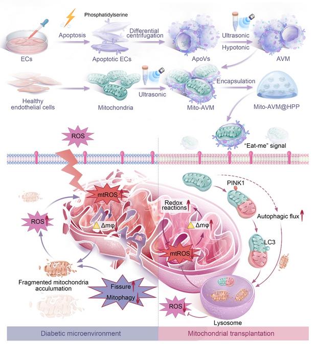 Fig.1 Preparation process and therapeutic mechanism of the mitochondria – apoptotic vesicle membrane composite delivery system.