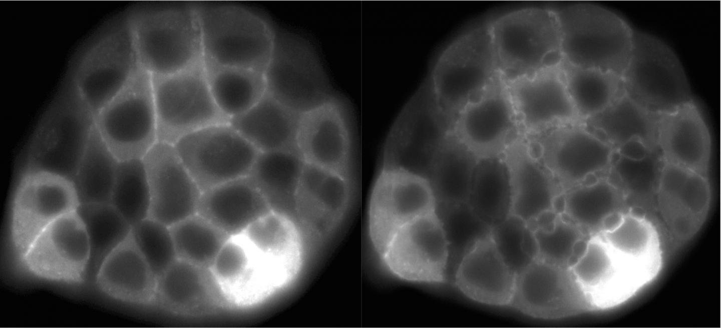 A Single Layer of Epithelial Cells