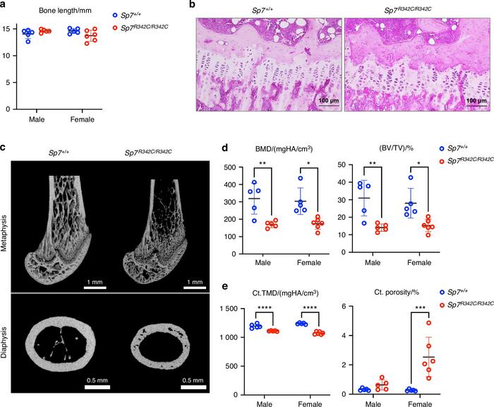 Characteristics of osteogenesis imperfecta disease in the developed mutant mouse model