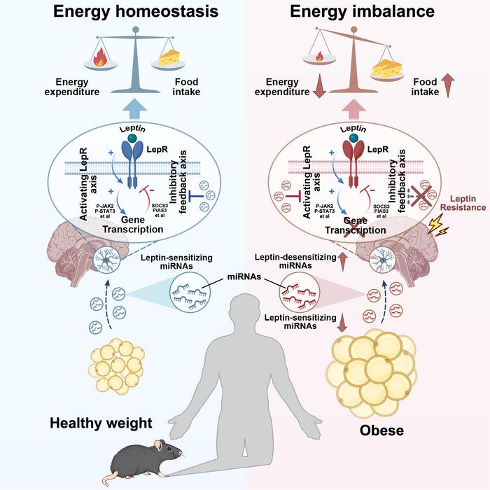 Adipocyte-derived extracellular vesicles are key regulators of central leptin sensitivity and energy homeostasis