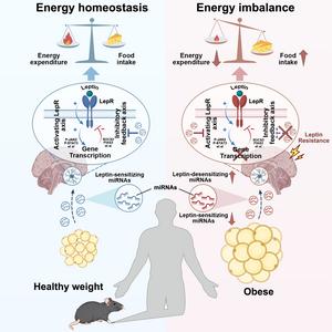 Adipocyte-derived extracellular vesicles are key regulators of central leptin sensitivity and energy homeostasis