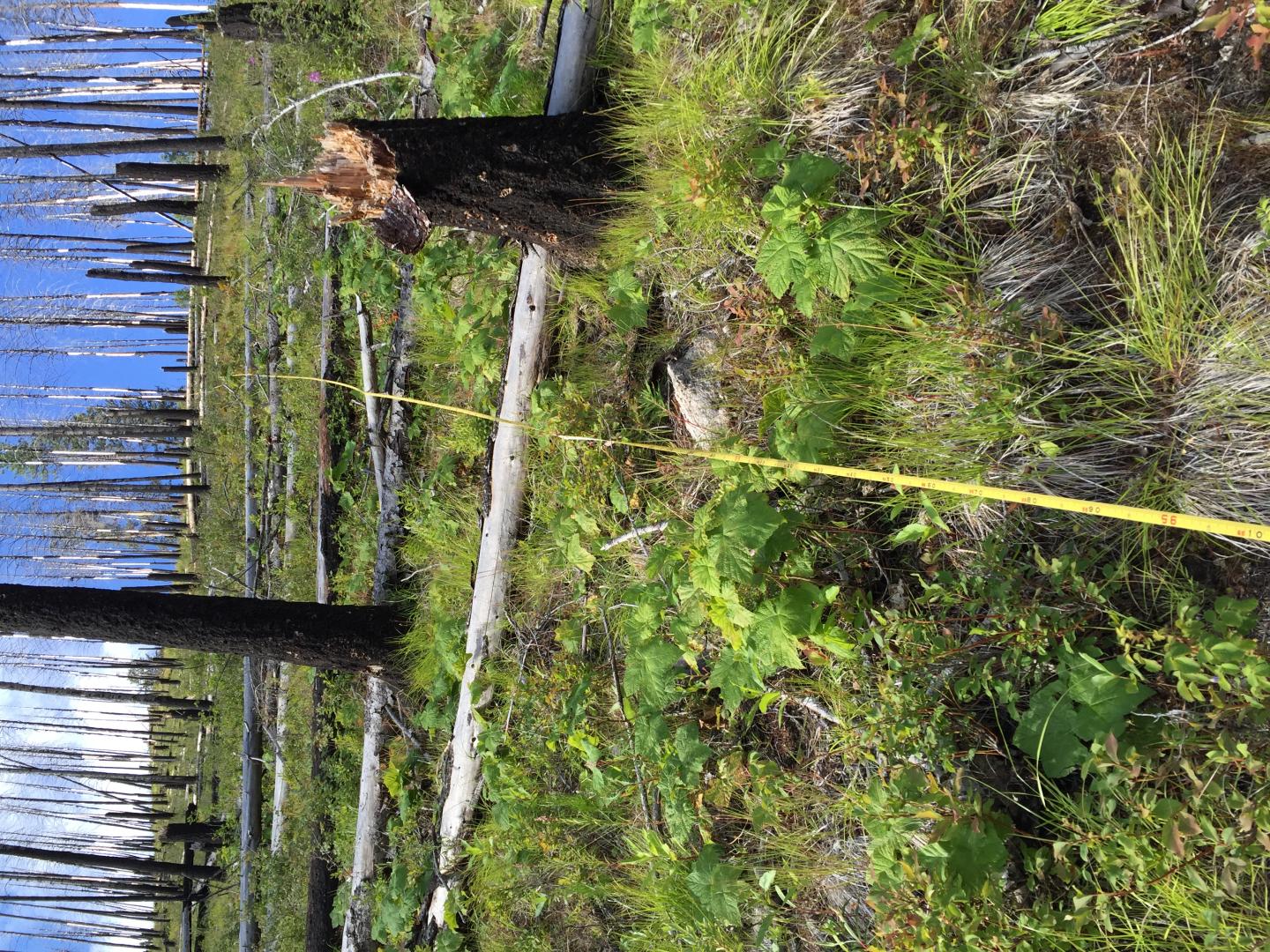 Ponderosa Pine and Douglas-Fir Forest in the Payette National Forest, Idaho