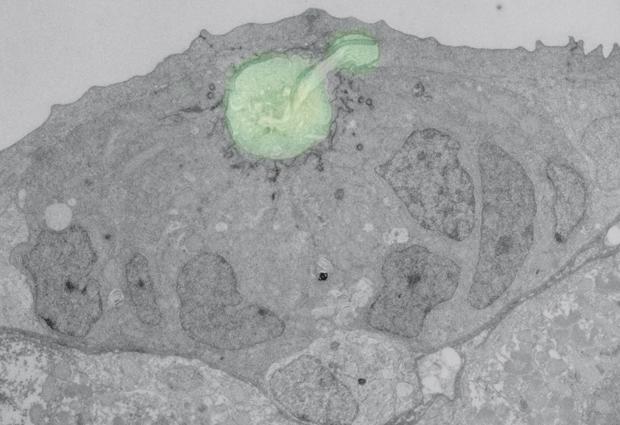 Cells Huddle to Communicate