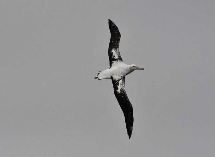 Albatross