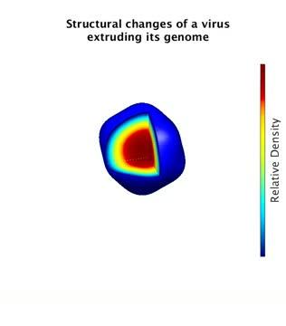 Structural Changes of a Virus Extruding its Genome