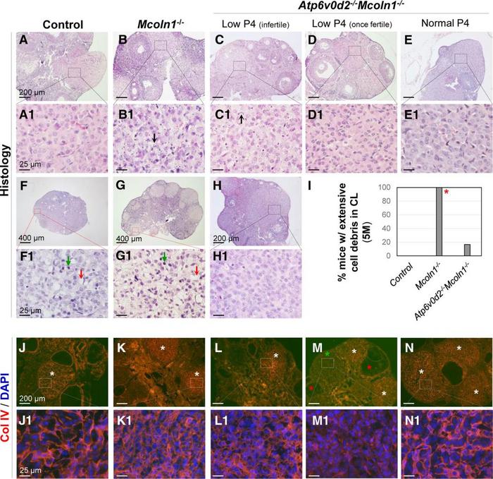 Representative histological images of D3.5 ovaries.