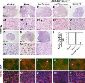 Representative histological images of D3.5 ovaries.