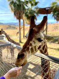 Giraffe Feeding