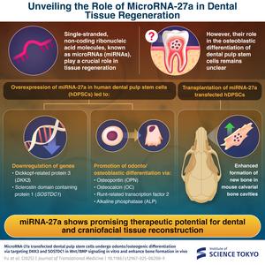 Unveiling the role of microRNA-27a in dental tissue regeneration