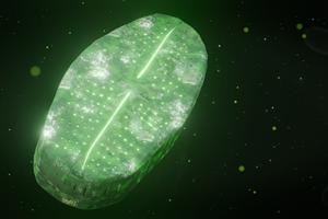 Artistic impression of the interaction of uranium with the freshwater diatom Achnanthidium saprophilum.