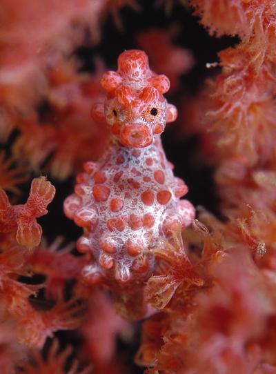 2009 Underwater Photography Contest Winner -- Macro