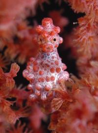 2009 Underwater Photography Contest Winner -- Macro