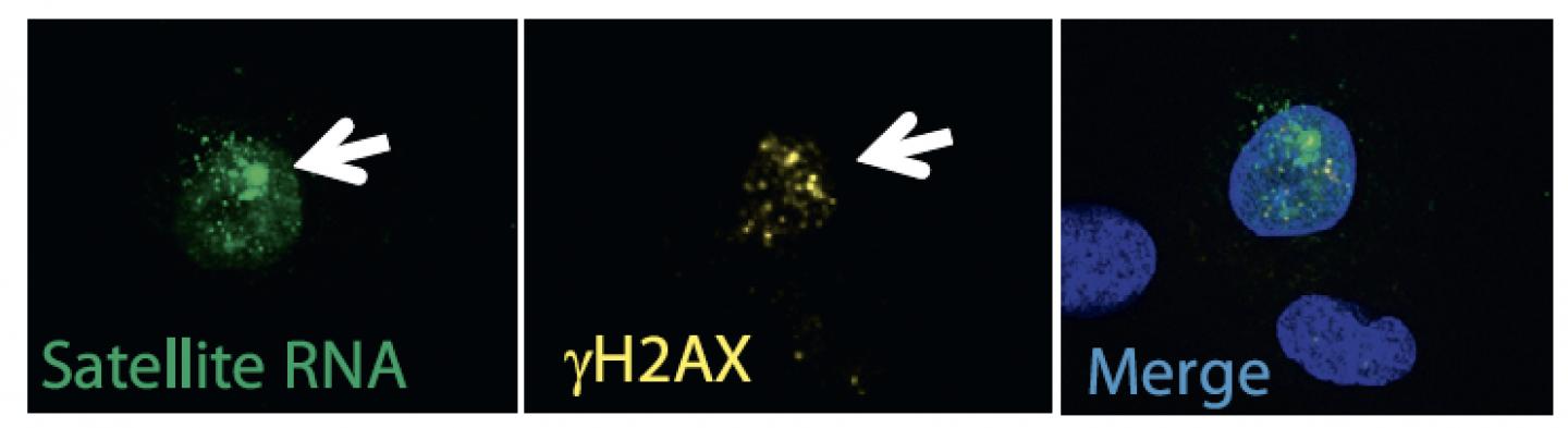Satellite RNAs