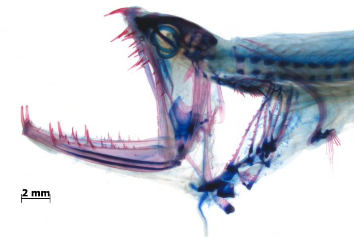 A Head Joint Found in Deep-Sea Fishes May Enable Them to Swallow Large Prey