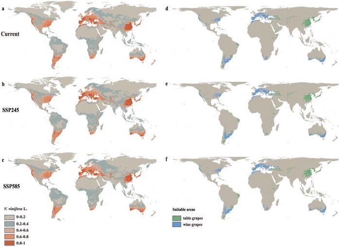 Projected future distribution of cultivated grapes under climate change scenarios.