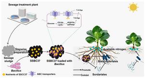 Bacillus-functionalized sewage sludge biochar boosts cabbage growth through improved nitrogen assimilation