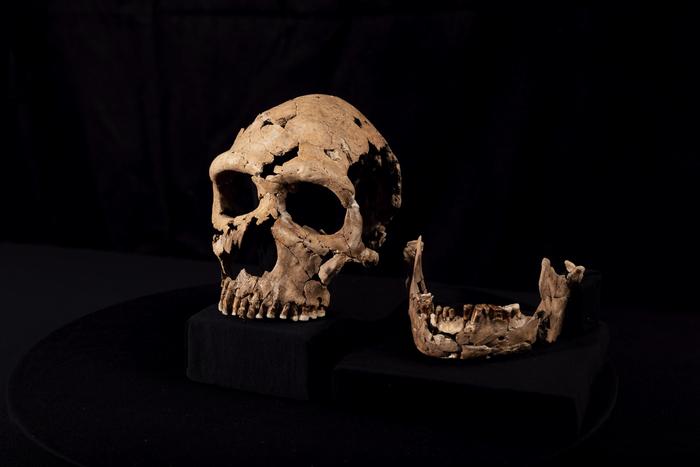 The skull of Shanidar Z