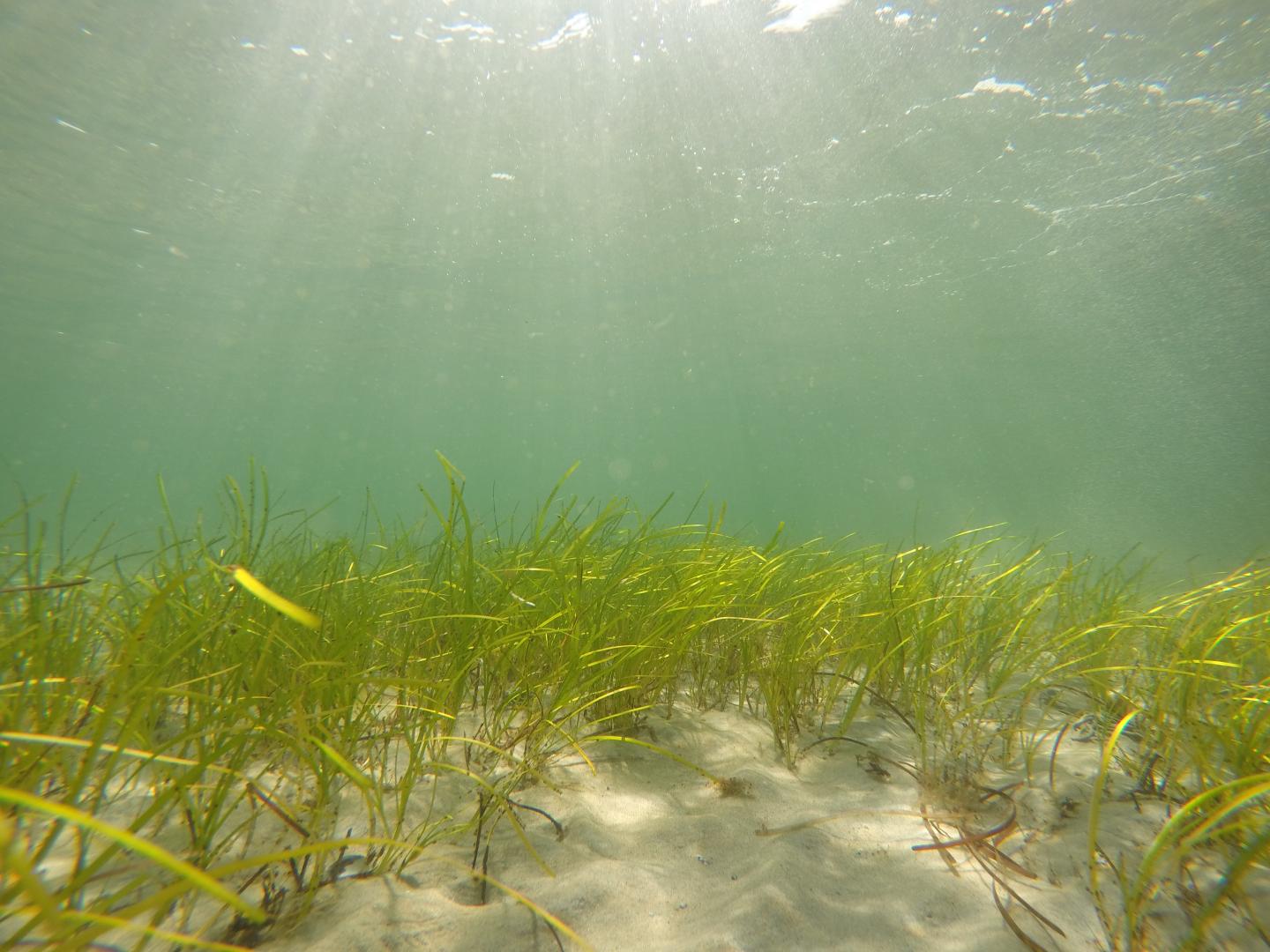Eelgrass -- Zostera Marina