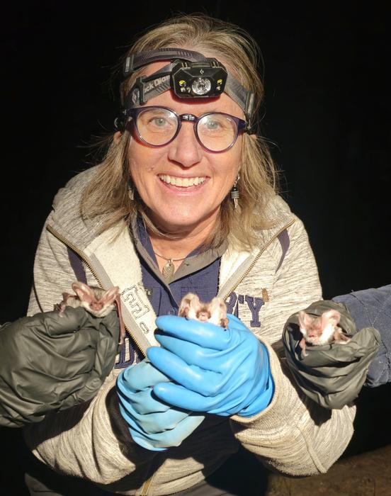 Conservation genetics of the spotted bat: Insights from ancient, historical, and modern samples