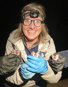 Conservation genetics of the spotted bat: Insights from ancient, historical, and modern samples
