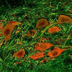 Mouse Neurons