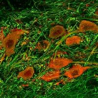 Mouse Neurons