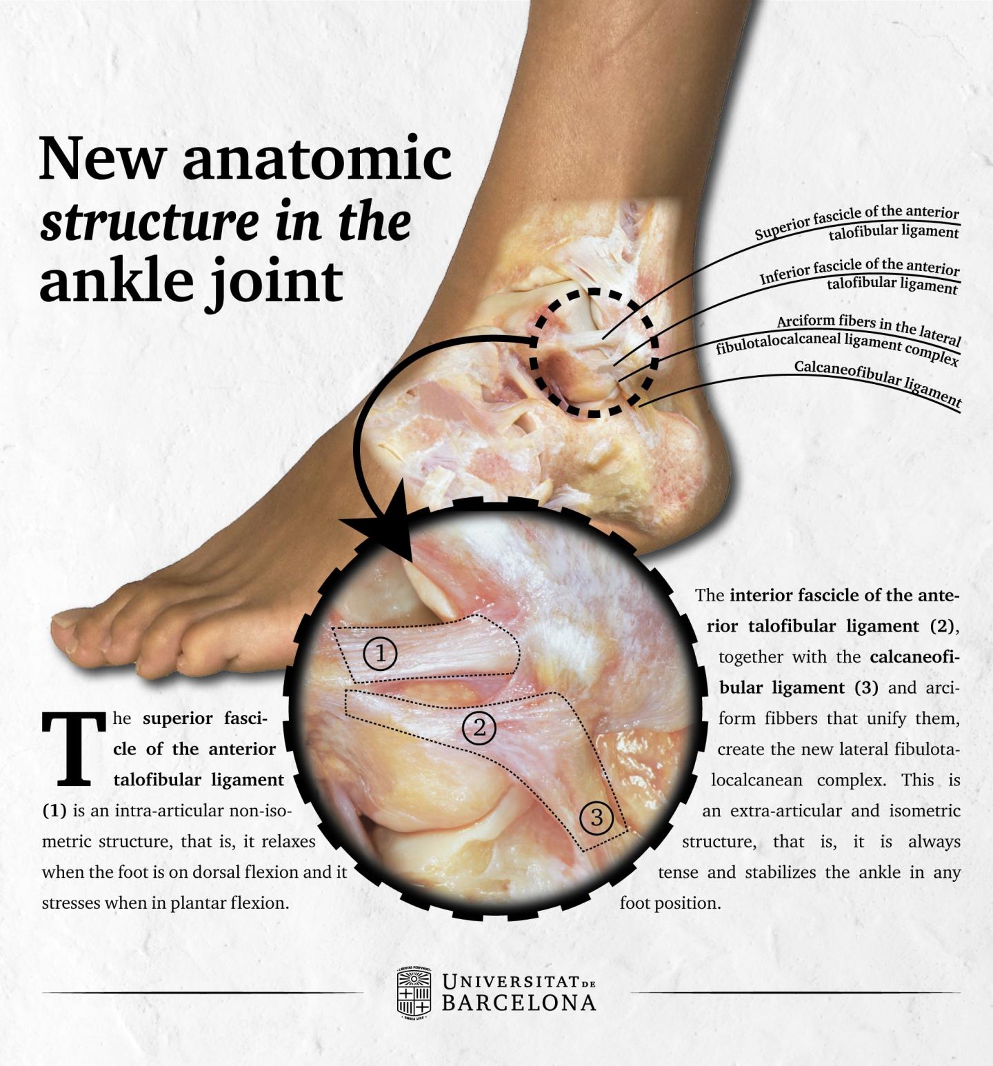 New Anatomical Structure Described in the Ankle Joint