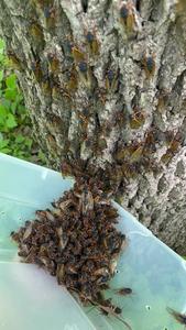 Cicadas on the run