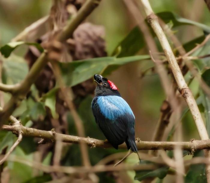 Lance-tailed manakin (Chiroxiphia lanceolata)