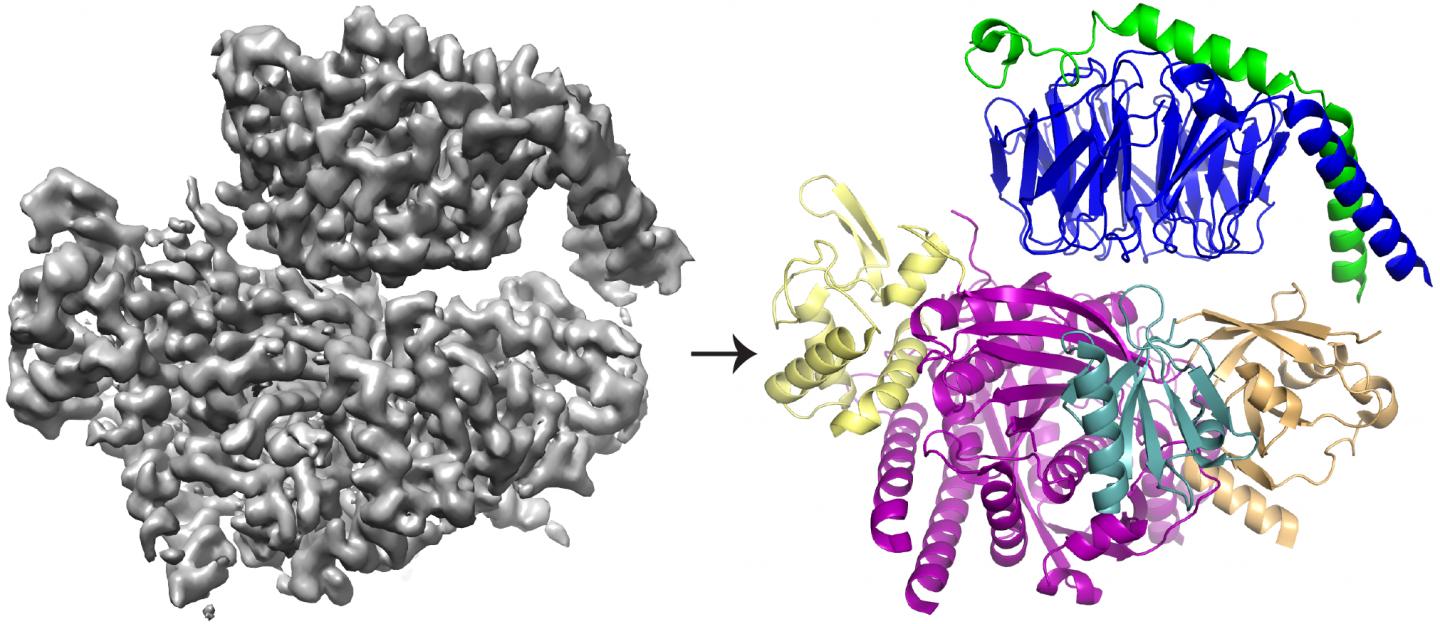 Cryo-EM 3D