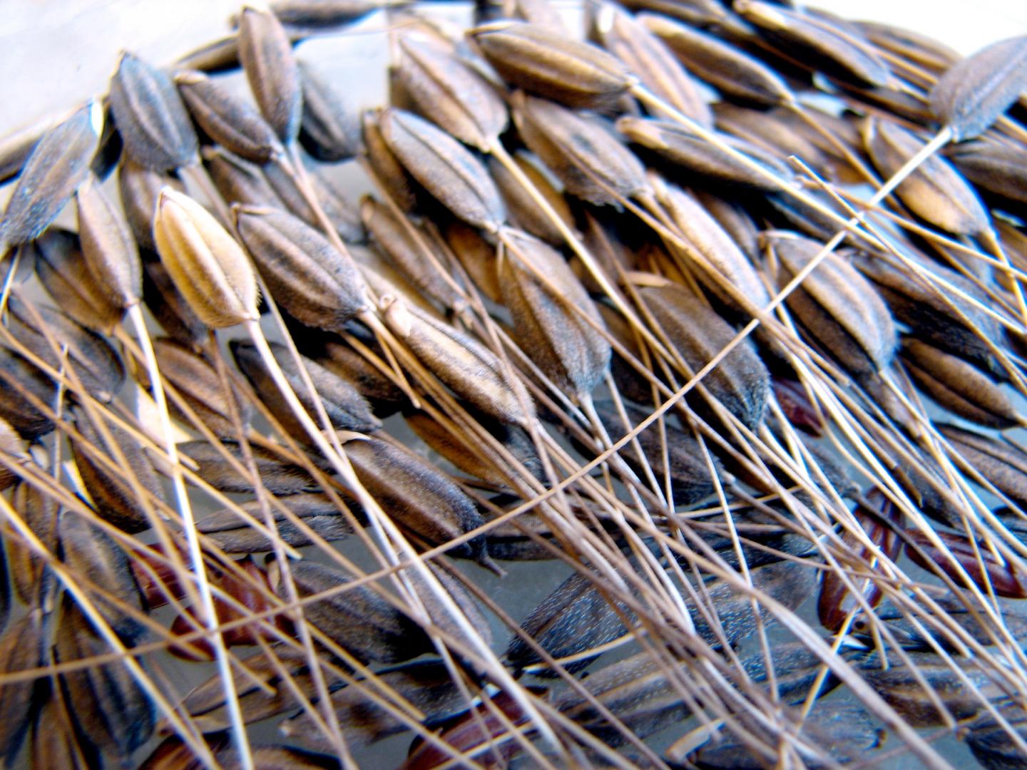 Grains of Weedy Rice