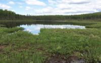 Topics Range from the Role of Symbiotic Bacteria in Agriculture to Peatmosses as Ecosystem Engineers