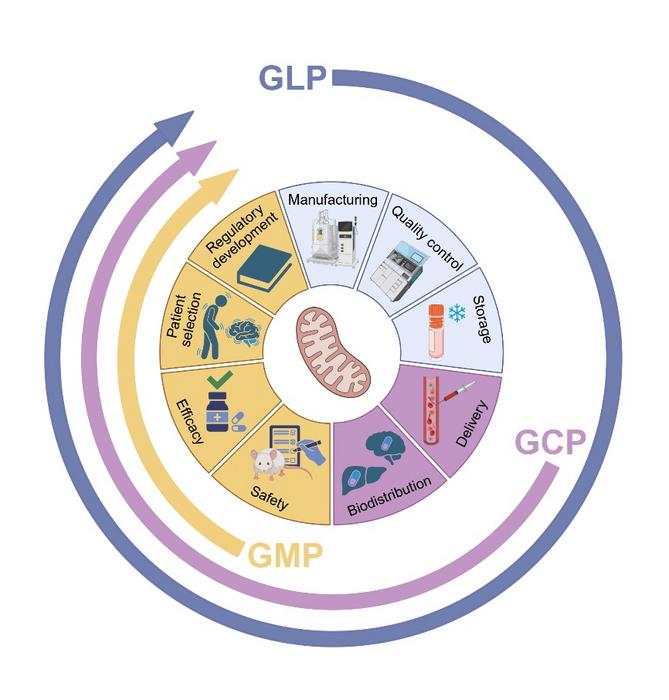Translational roadmap for engineered mitochondrial delivery.