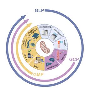 Translational roadmap for engineered mitochondrial delivery.