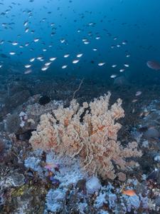Coral reef bright spot Papua New Guinea.