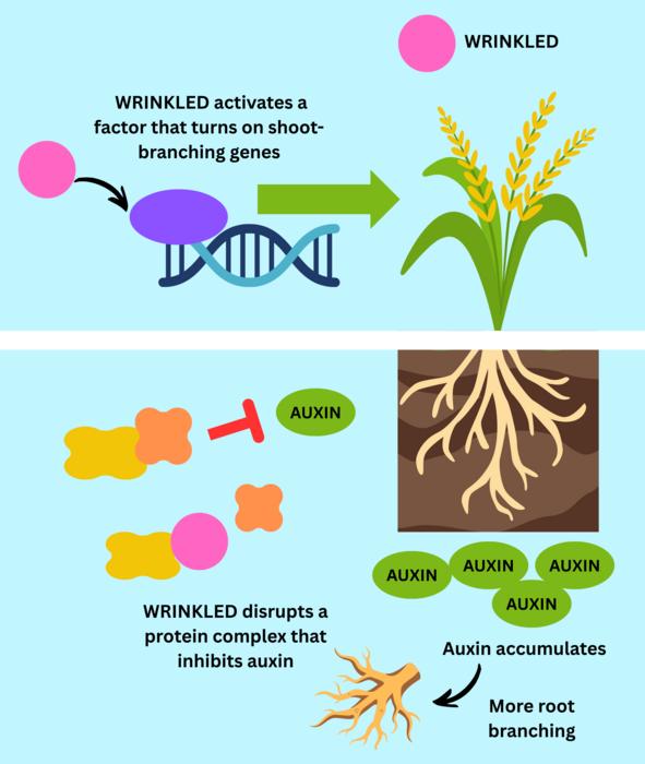 Infographic of the study’s findings.
