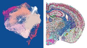 Brain sections comparison