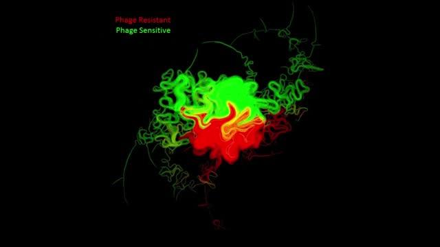 New Modes of Bacteriophage Spread Discovered (<i>Cell</i>, Jan. 12, 2017)