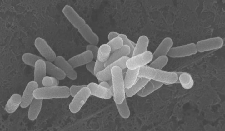 <em>E. coli</em> from Cattle