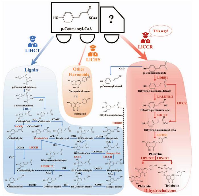 Metabolic flux regulation downstream of p-coumaroyl-CoA in Lithocarpus litseifolius.